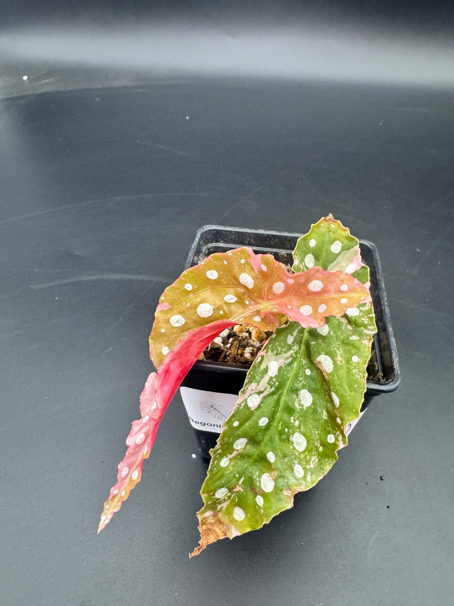 Begonia maculata pink variegata