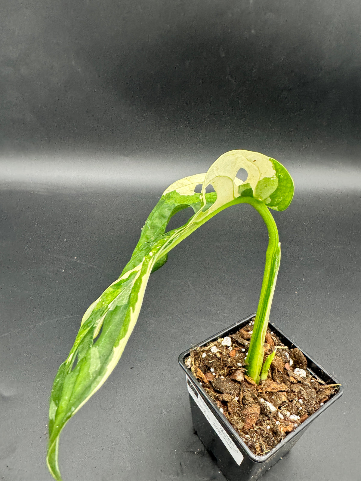 Monstera adansonii albo variegata