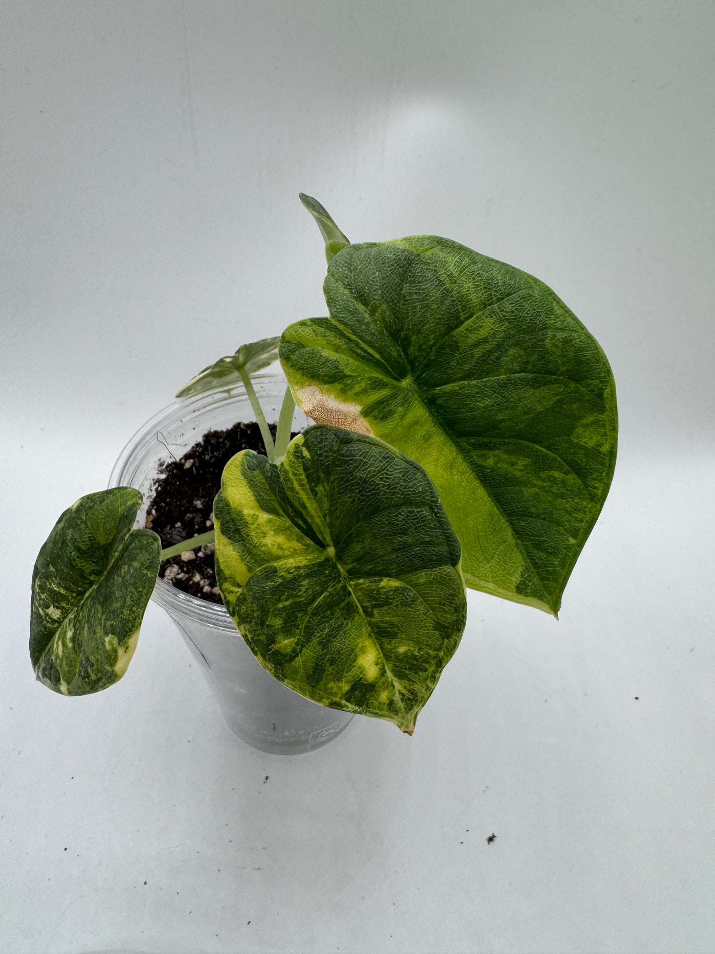 Alocasia melo aurea variegata