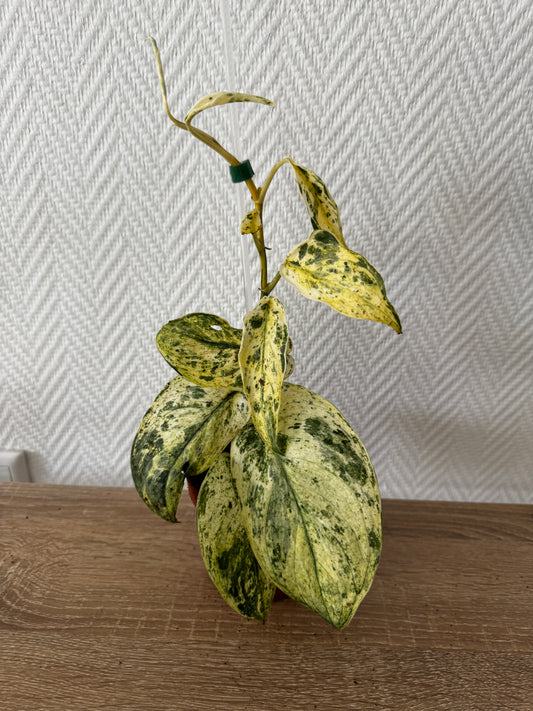 Scindapsus jade Satin Creme brulee