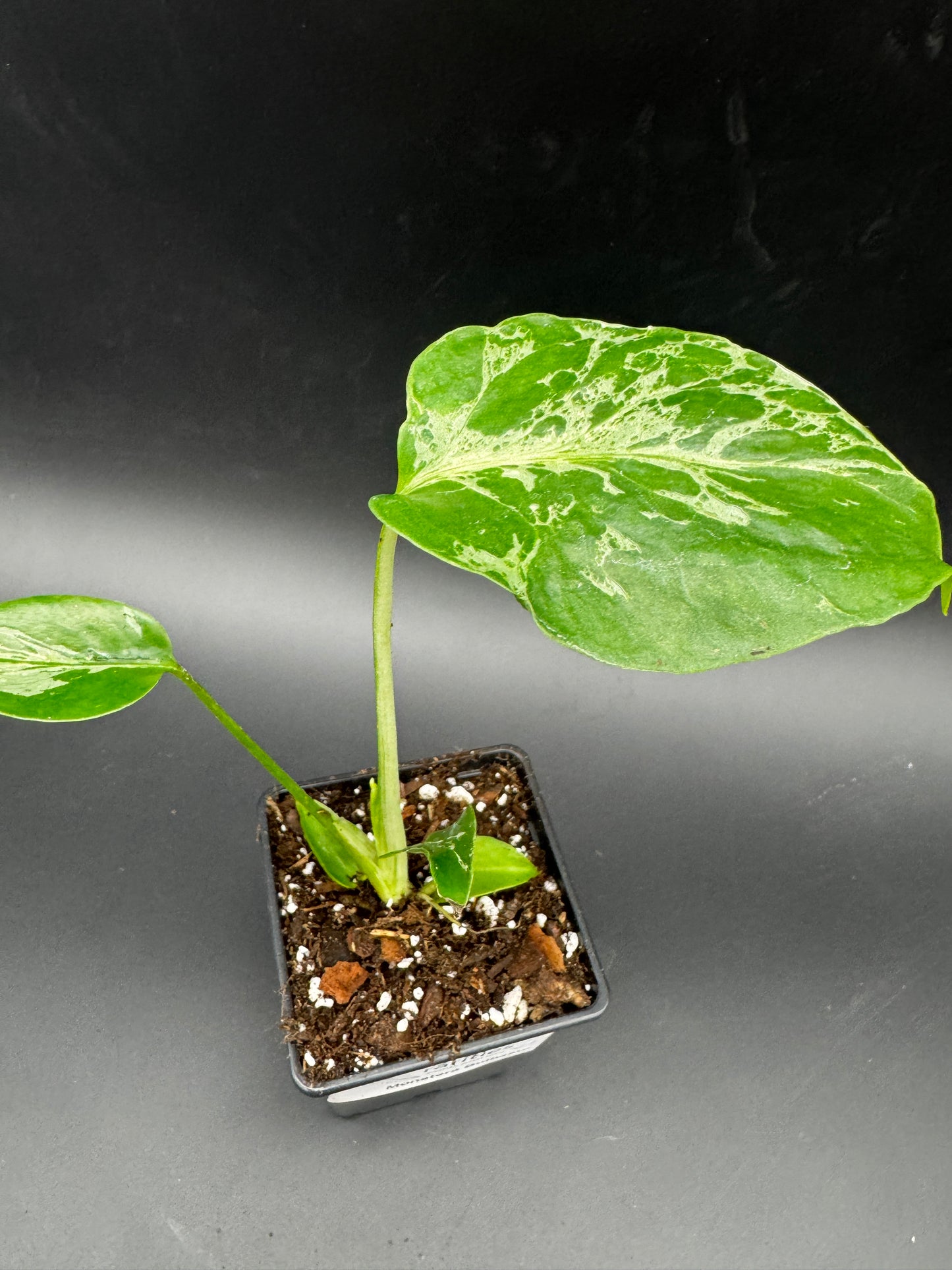 Monstera Bulbasur