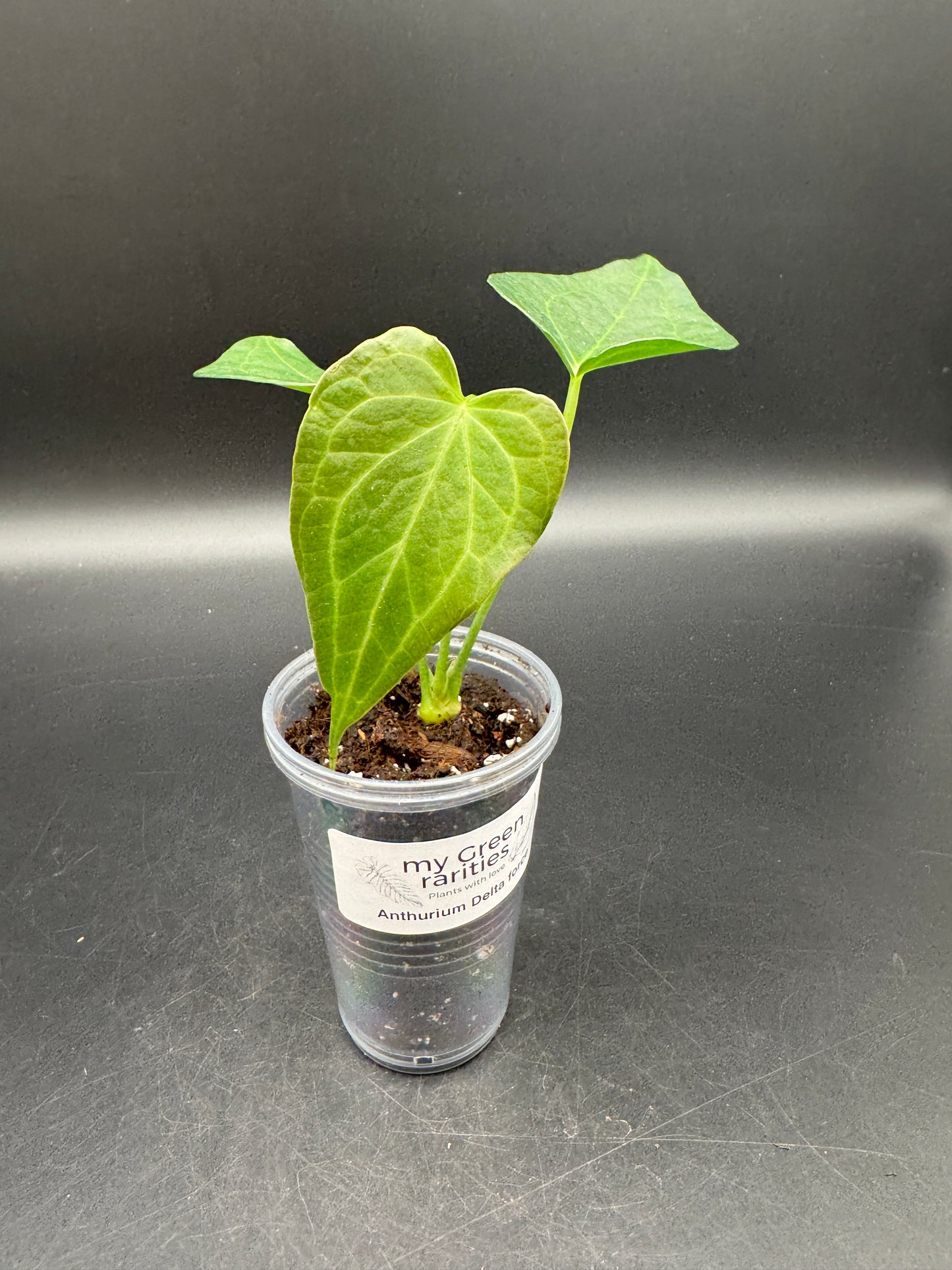 Anthurium Delta force