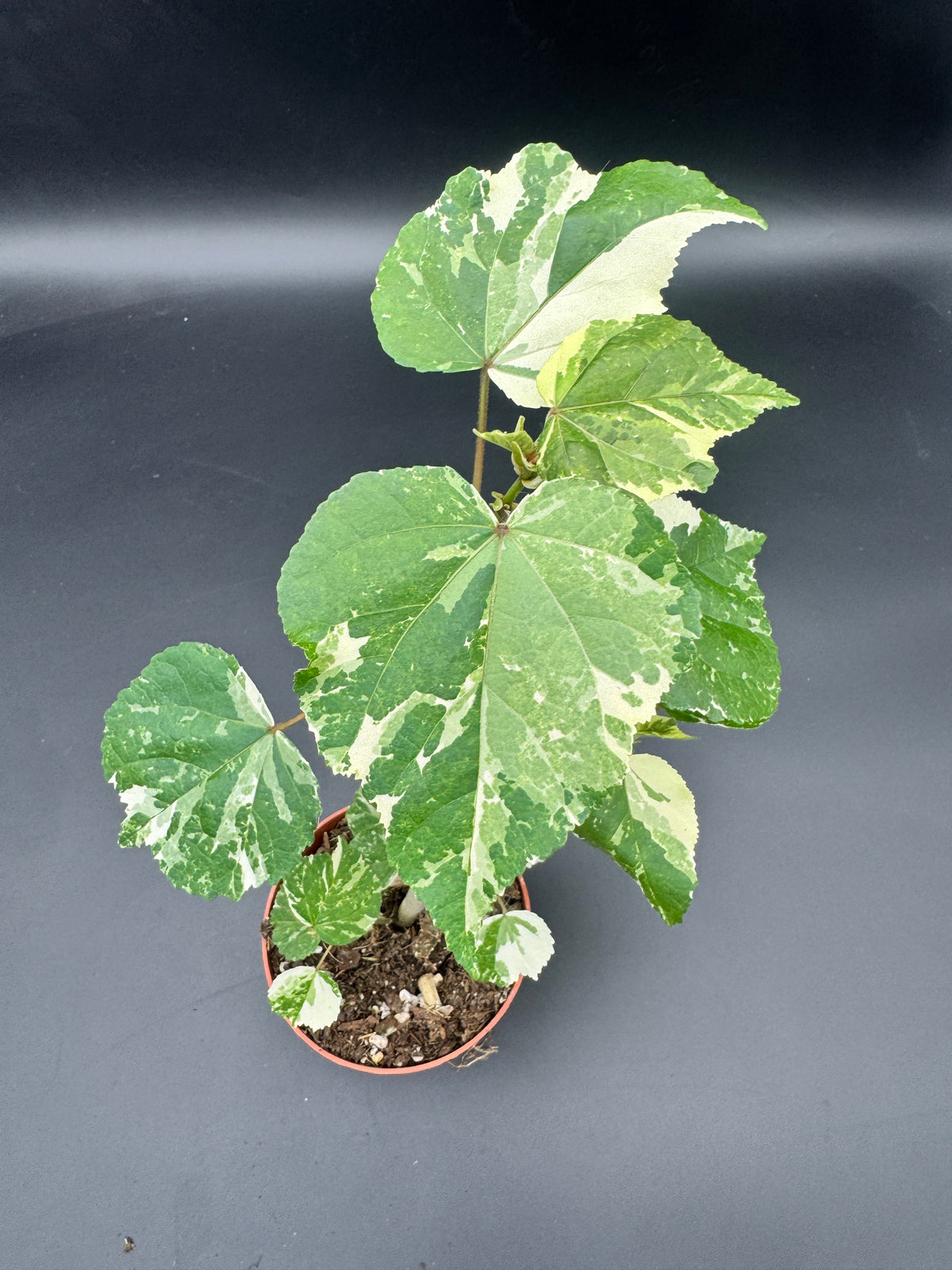 Hibiscus tiliaceus ‘Variegata
