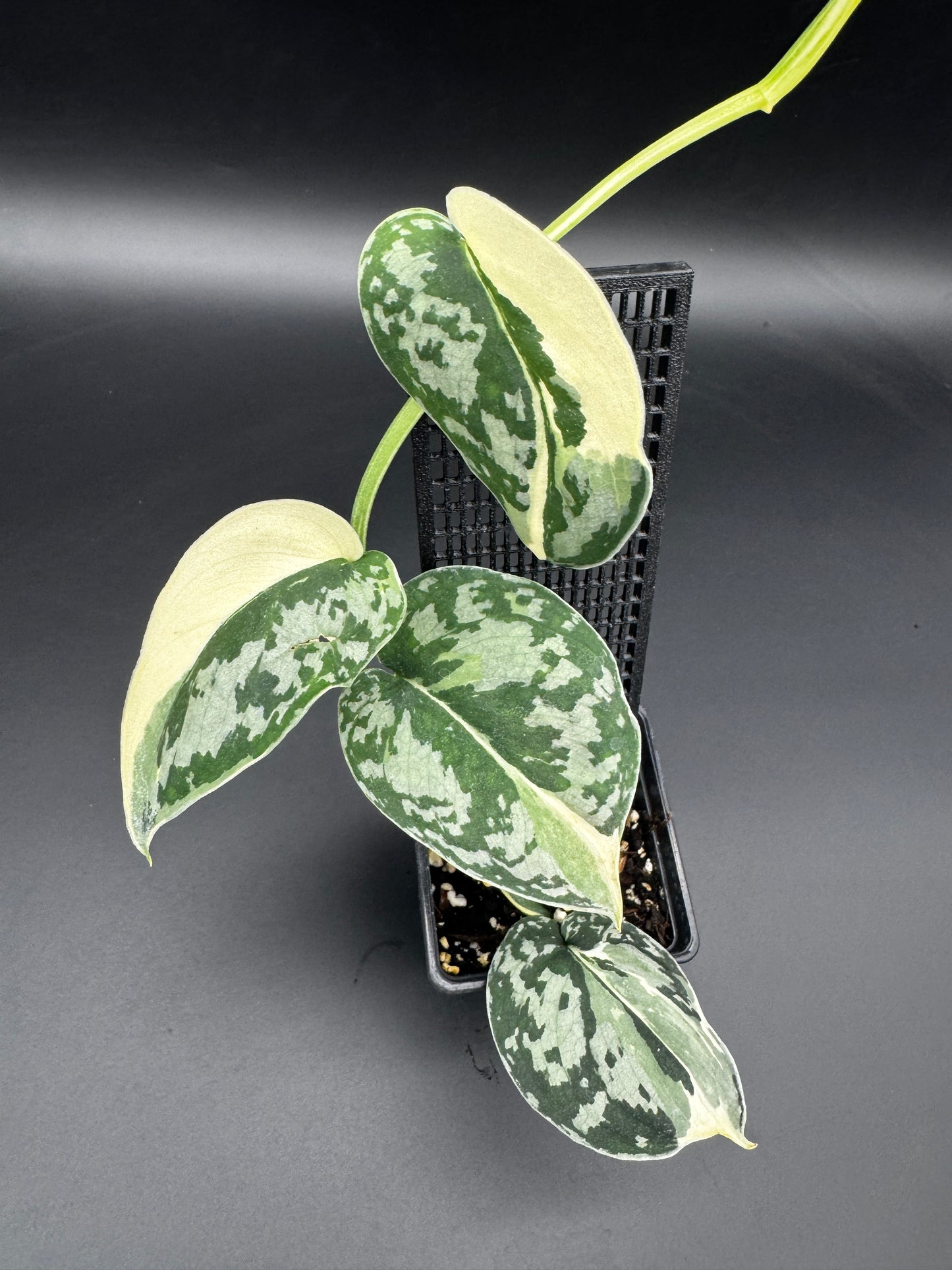 Scindapsus Mayari