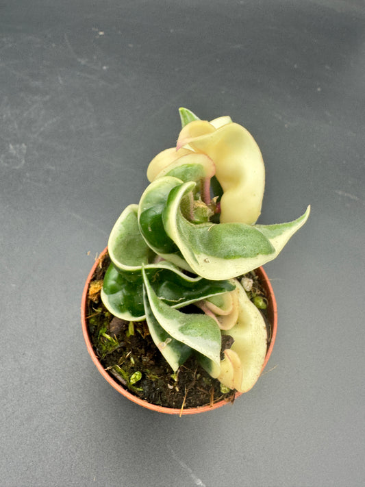Hoya compacta variegata