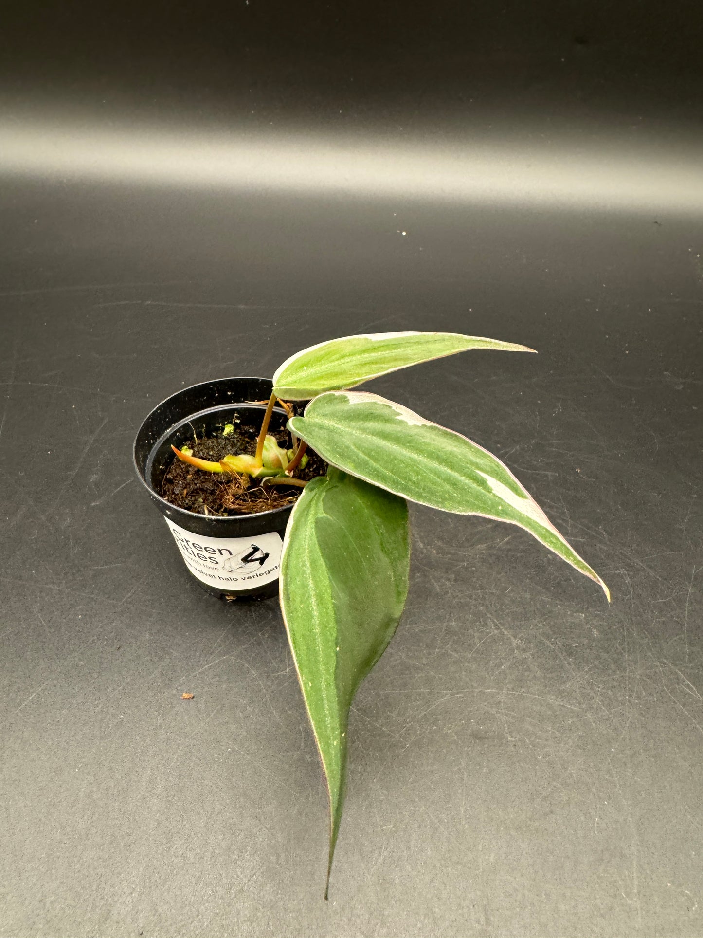 Philodendron micans velvet halo variegata