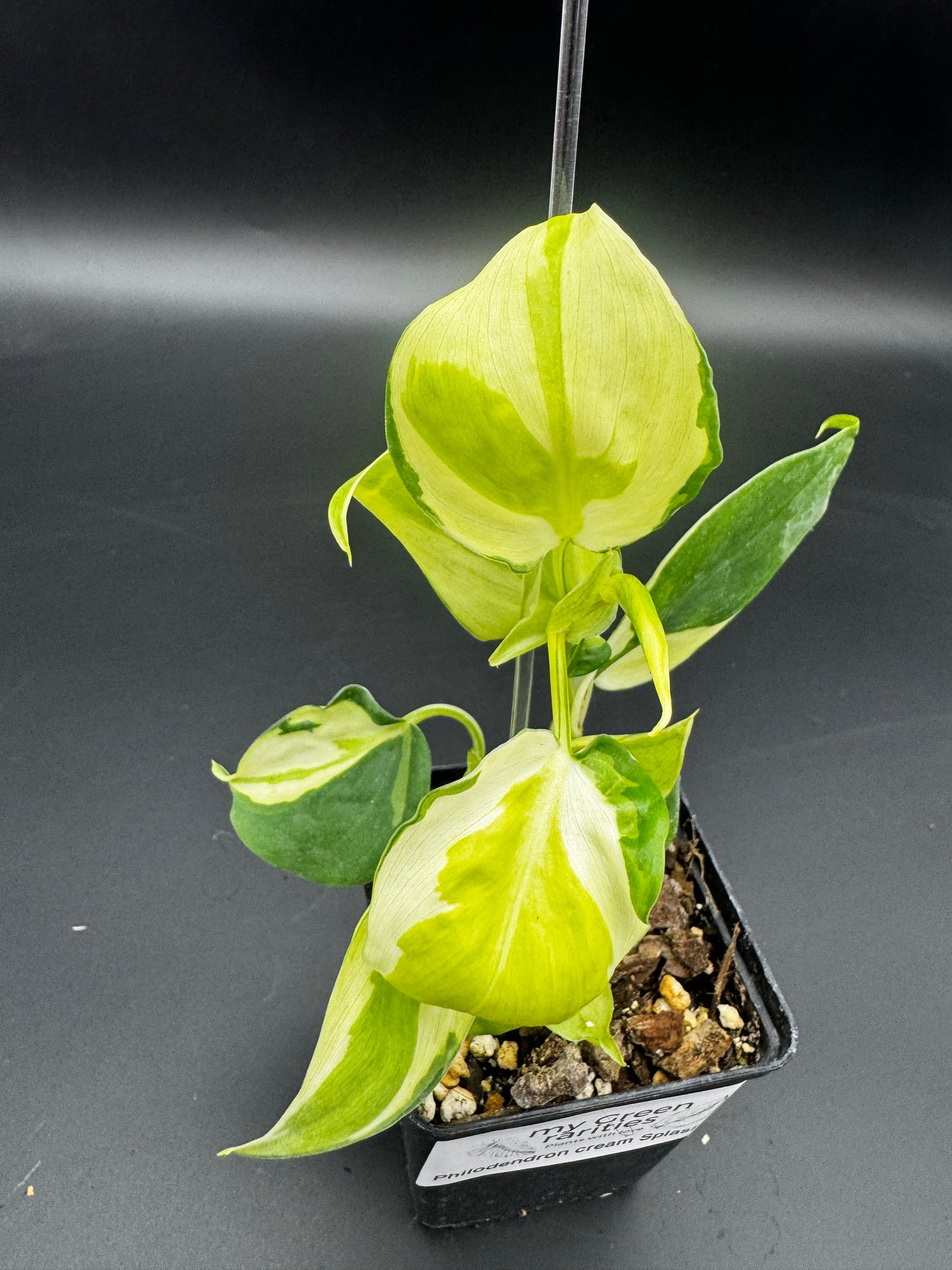 Philodendron cream splash