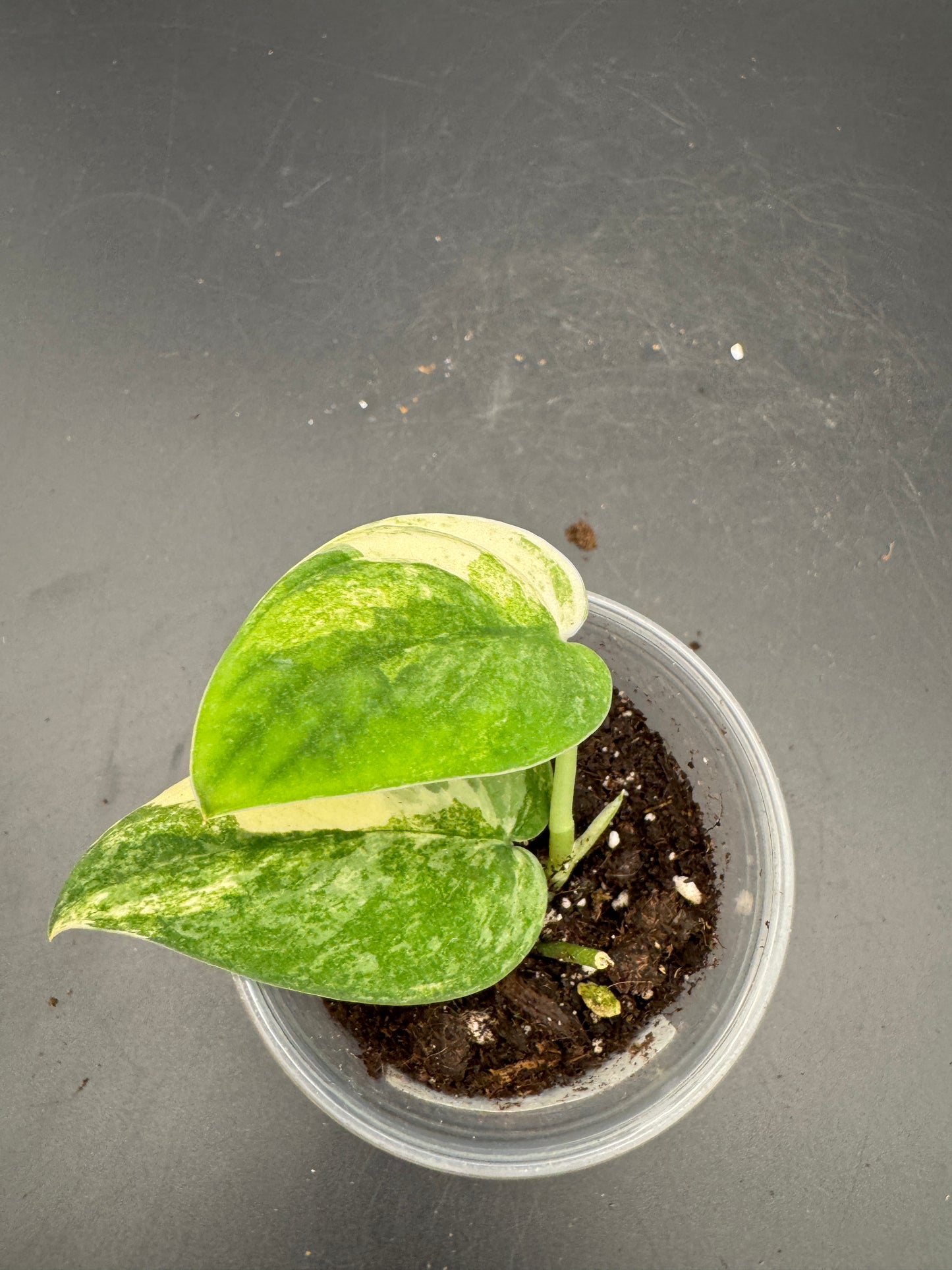 Scindapsus mangurai
