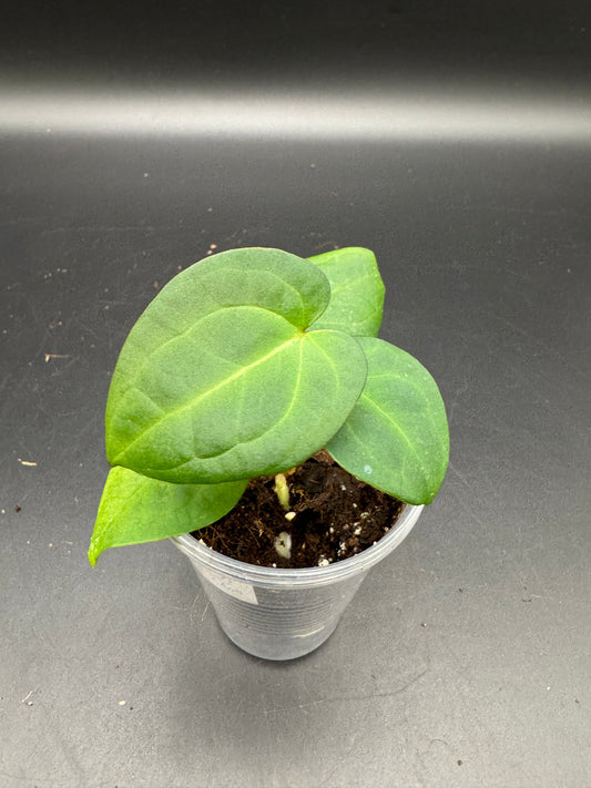 AoS dfxPapi 'IL' X AoS dfxgf