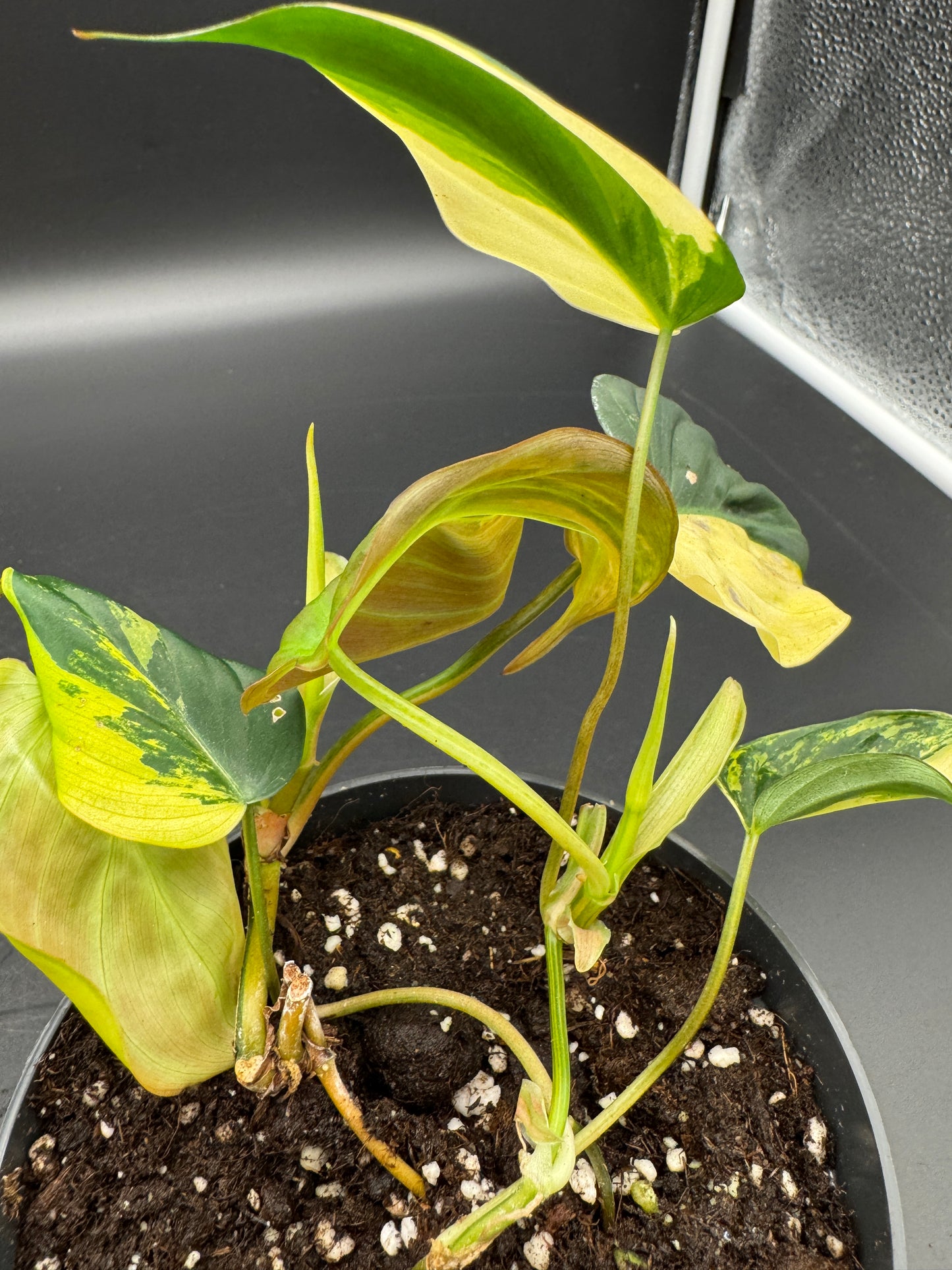 Philodendron micans variegata