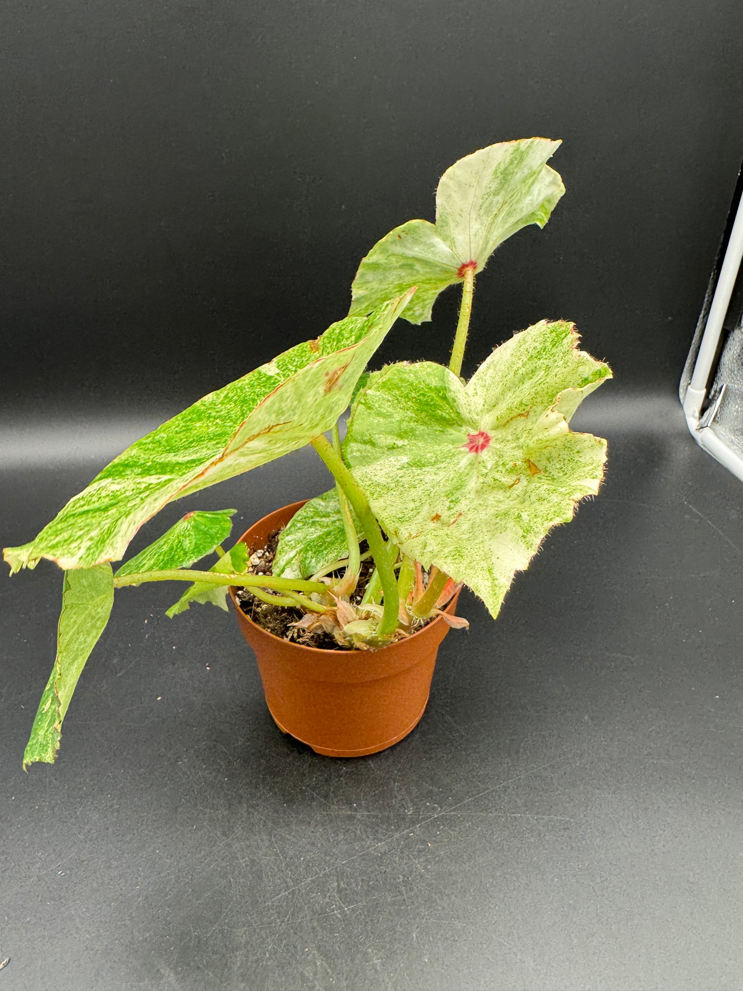 Begonia Rouge variegata