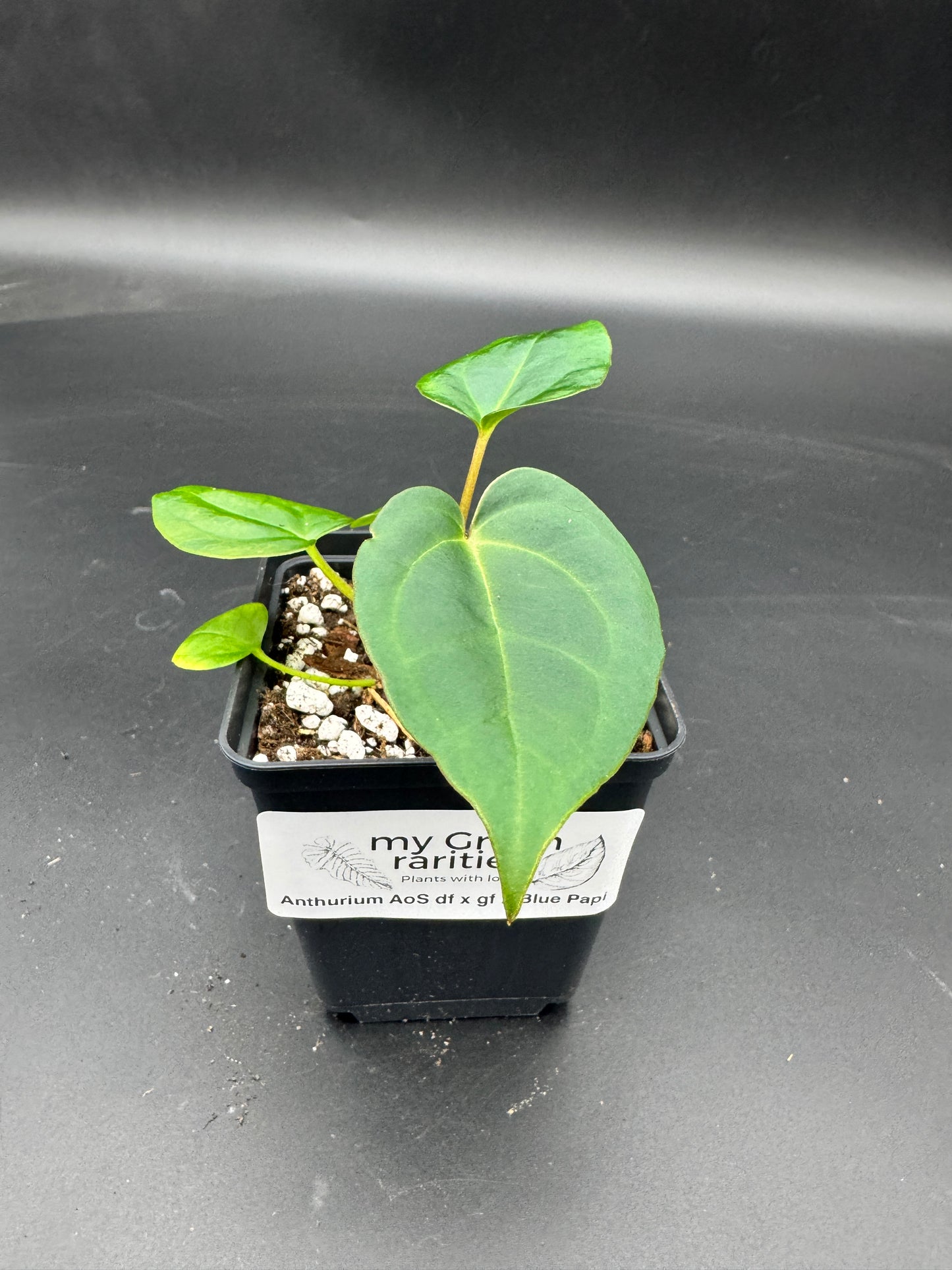 Anthurium Ace of spades df x gf x blue Papillilaminum