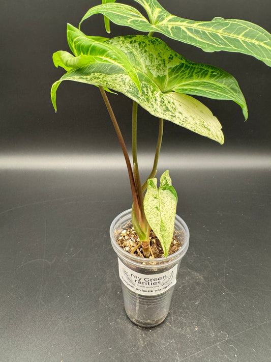 Syngonium batik variegata