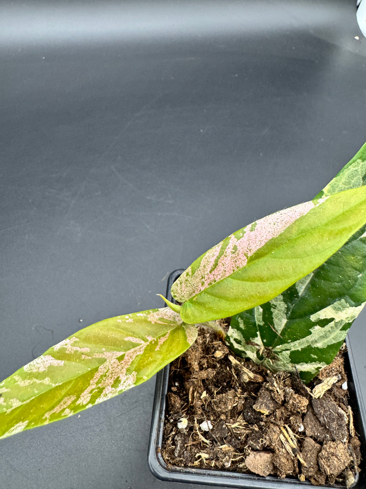 Ficus Sagittata Pink Variegata