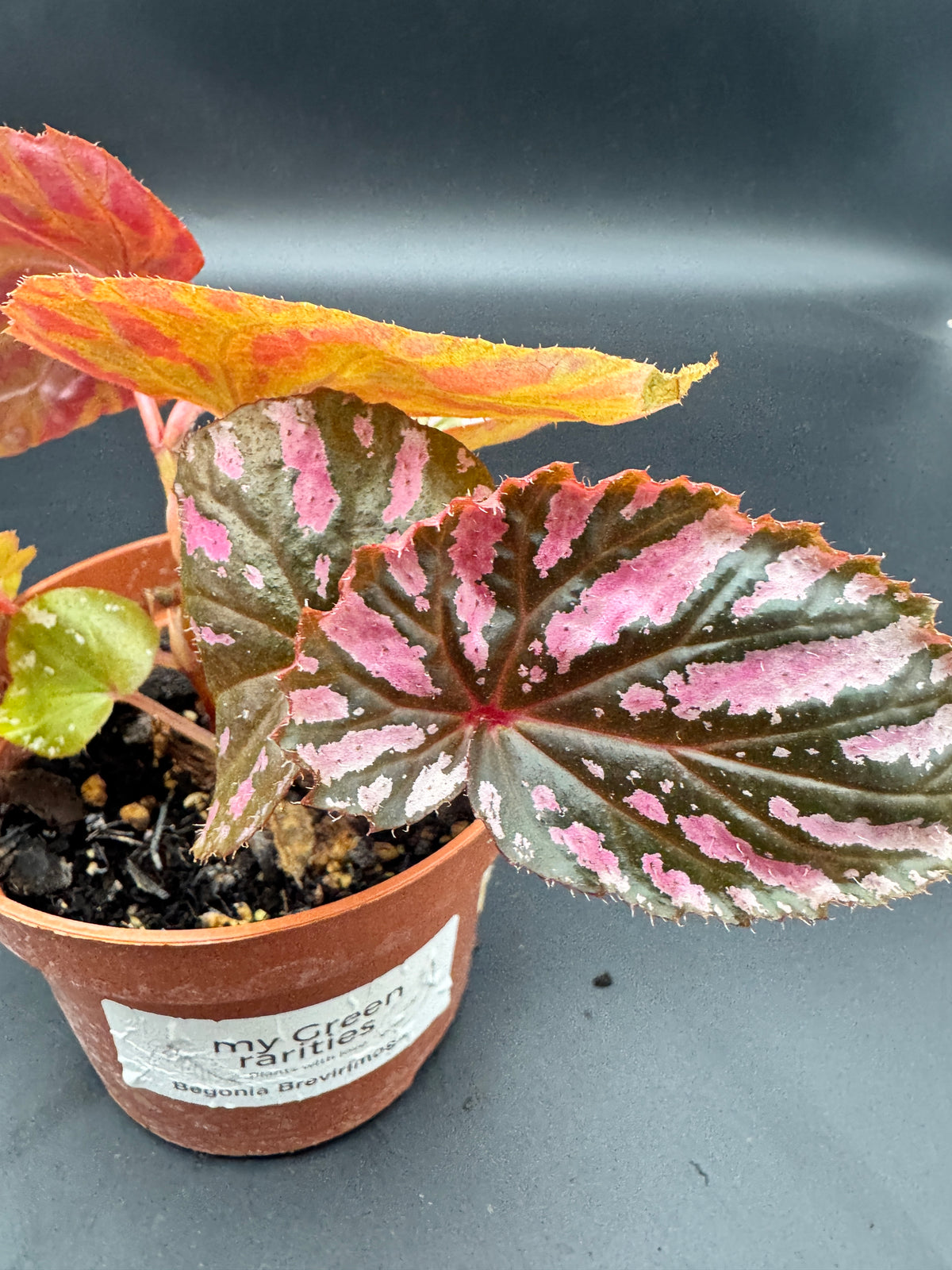 Scindapsus treubii moonlight Tricolor