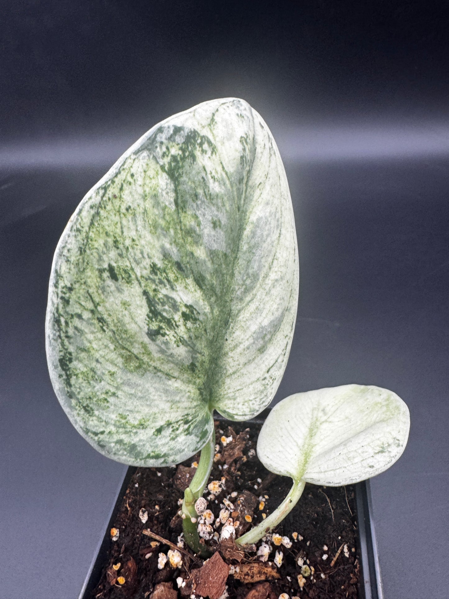 Scindapsus exotica Hologram