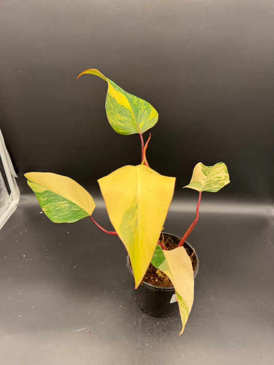 Philodendron strawberry Shake