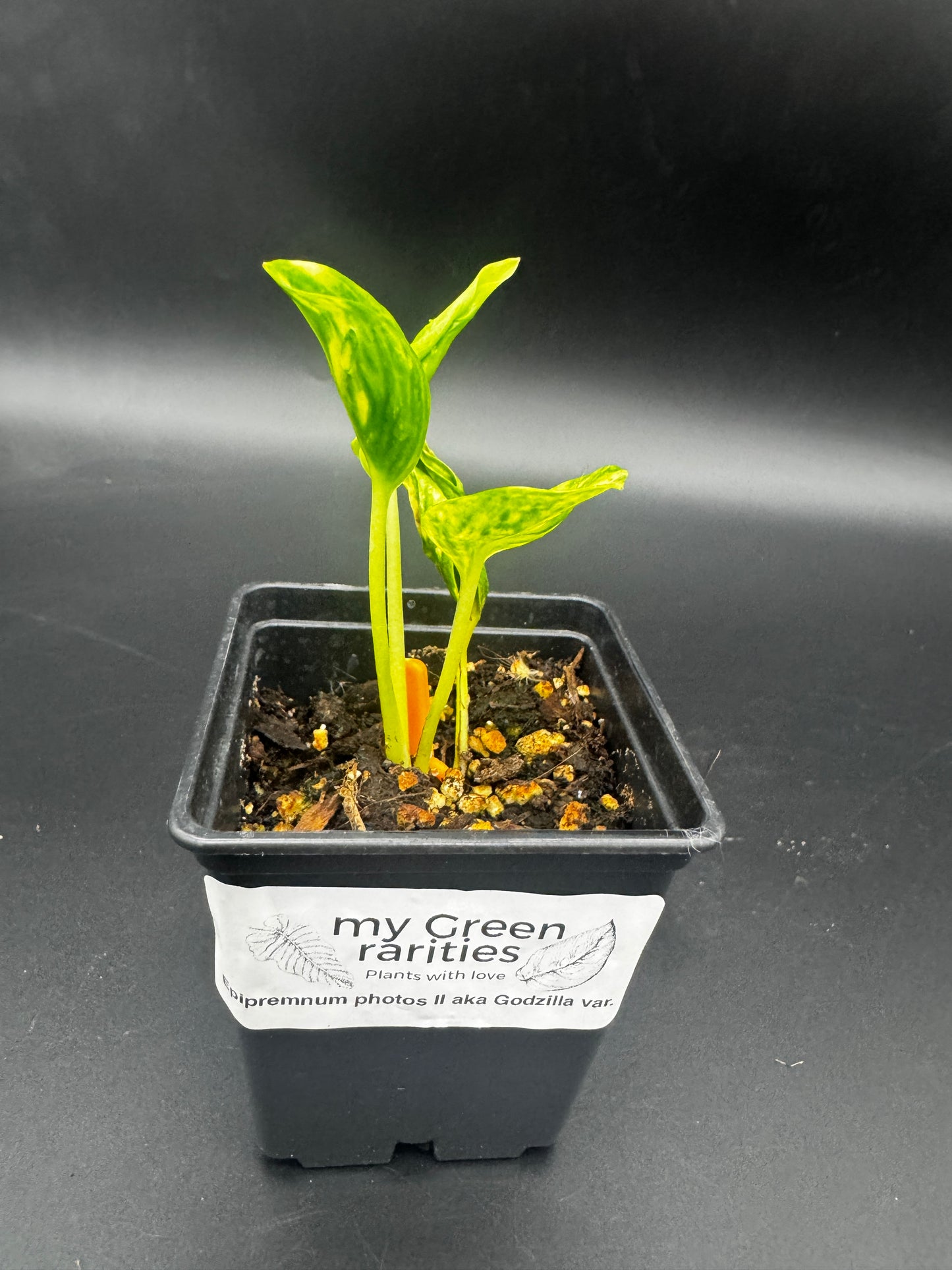 Epipremnum aureum shangri la variegata aka godzilla pothos II
