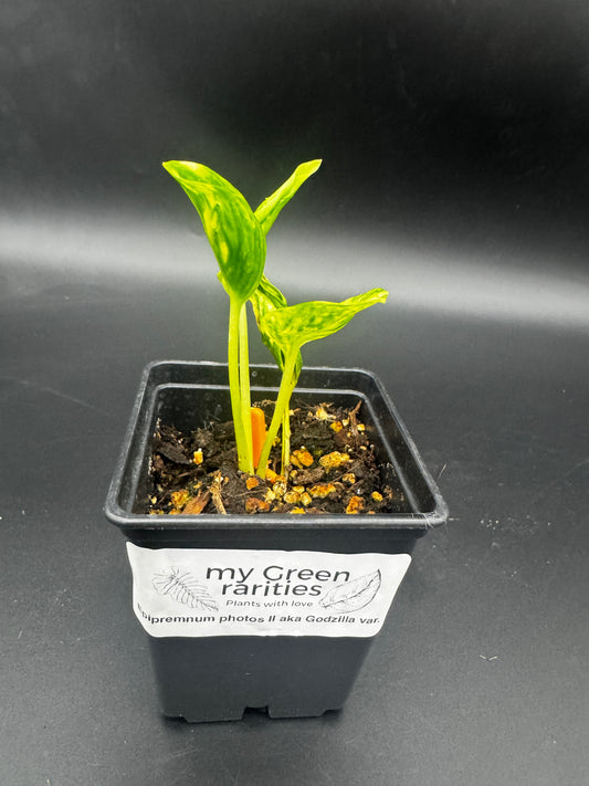 Epipremnum aureum shangri la variegata aka godzilla pothos II