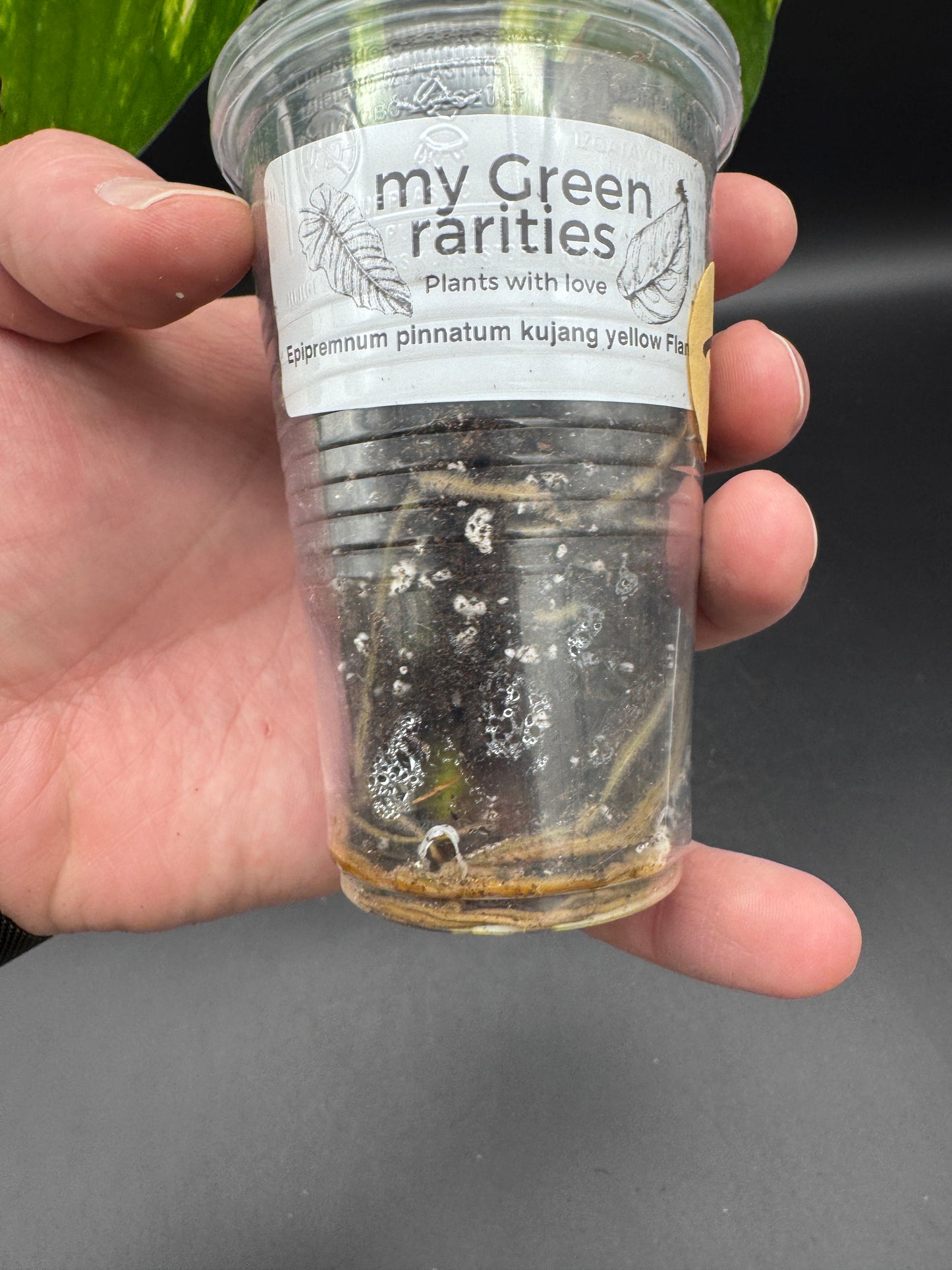 Epipremnum pinnatum kujang yellow Flame