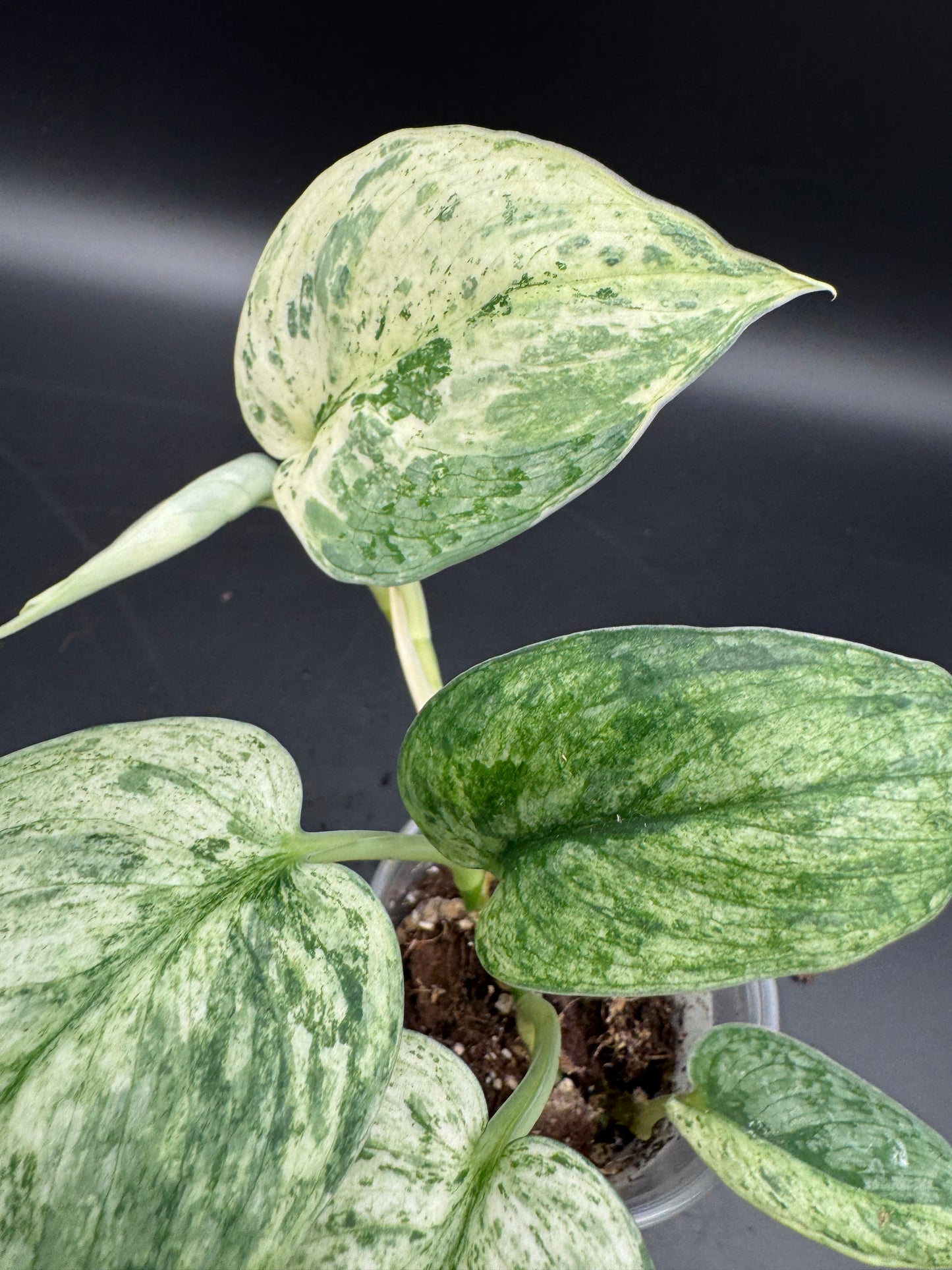 Scindapsus Silver Splash variegata