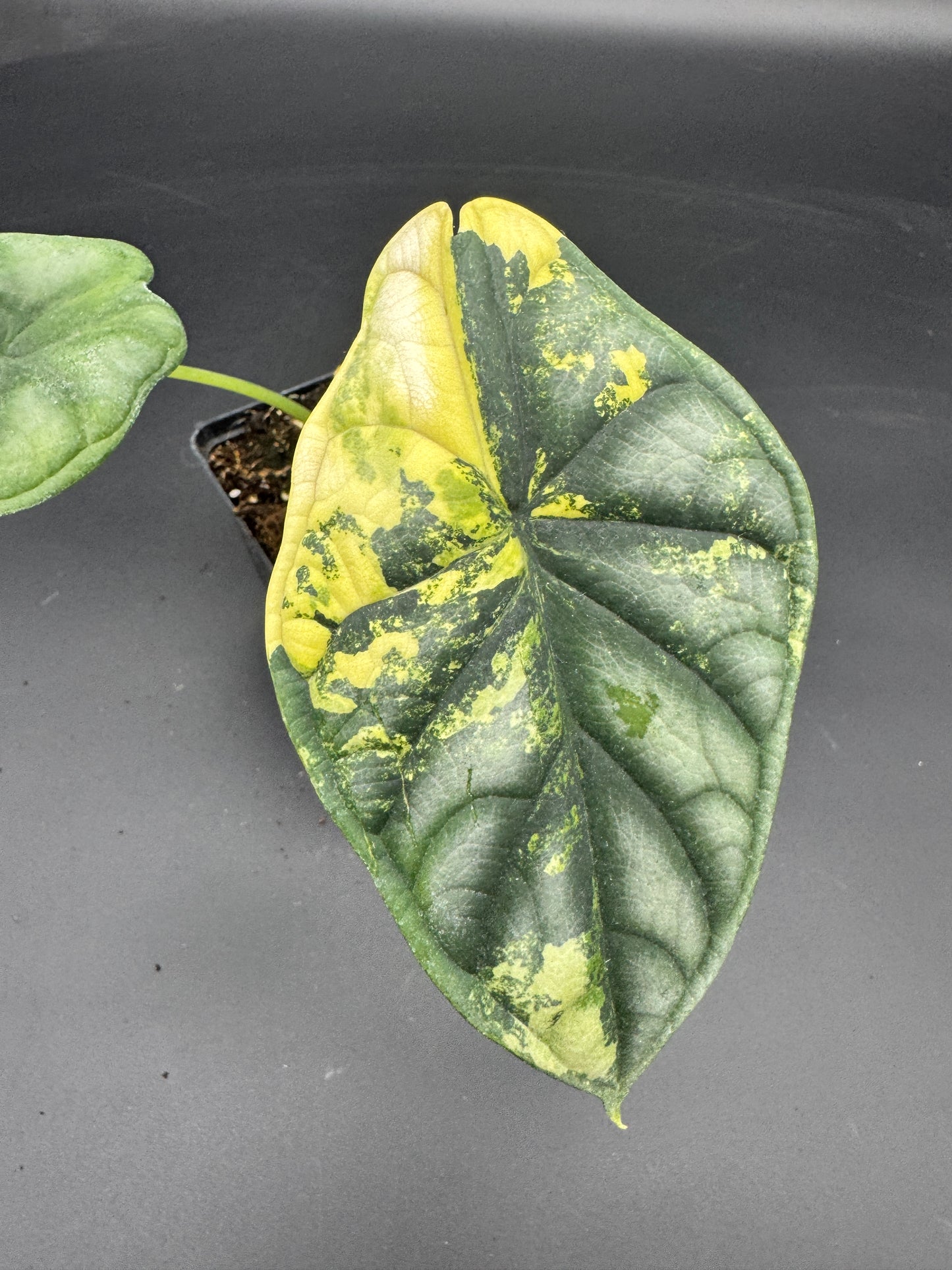 Alocasia Dragon Scale Aurea variegata