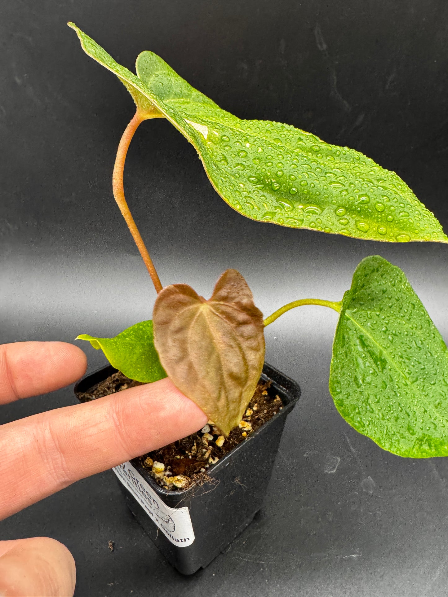 Anthurium Blue Papi X Goliath