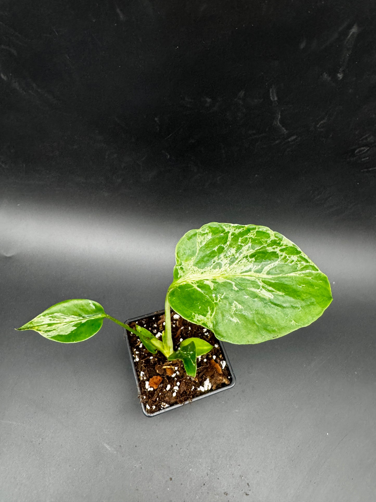 Monstera Bulbasur
