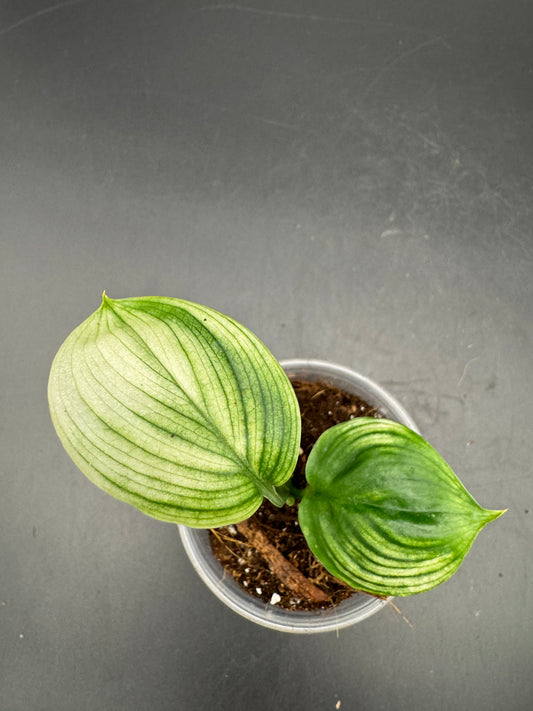 Scindapsus White Monster