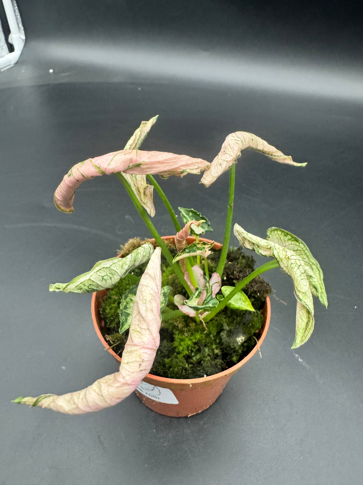 Syngonium pink rolli