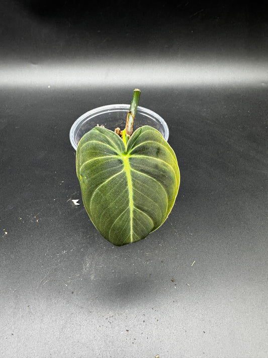 Philodendron melanochrysum variegata cutting bewurzelt mit Neuaustrieb