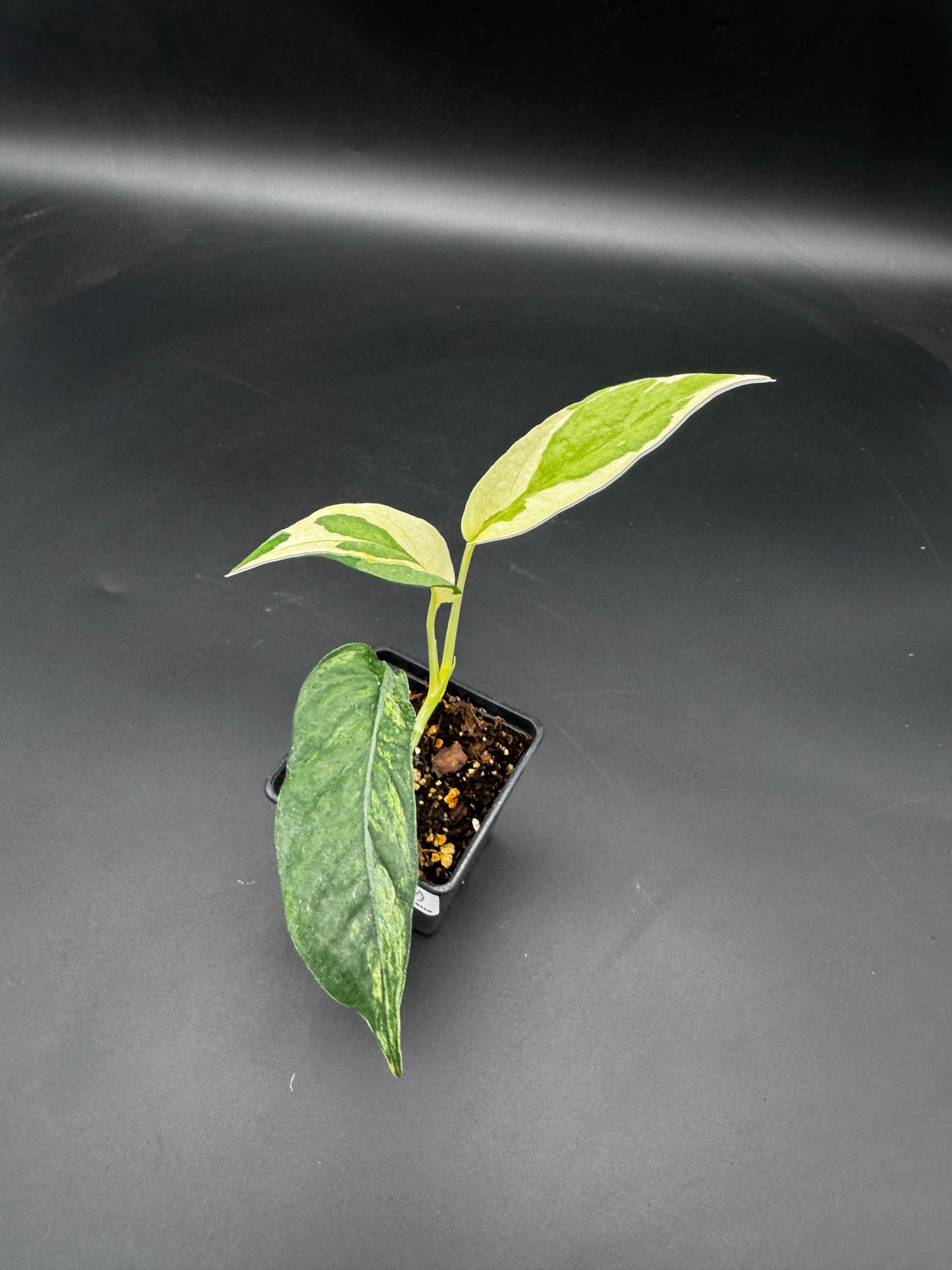 Epipremnum pinnatum Ghostie