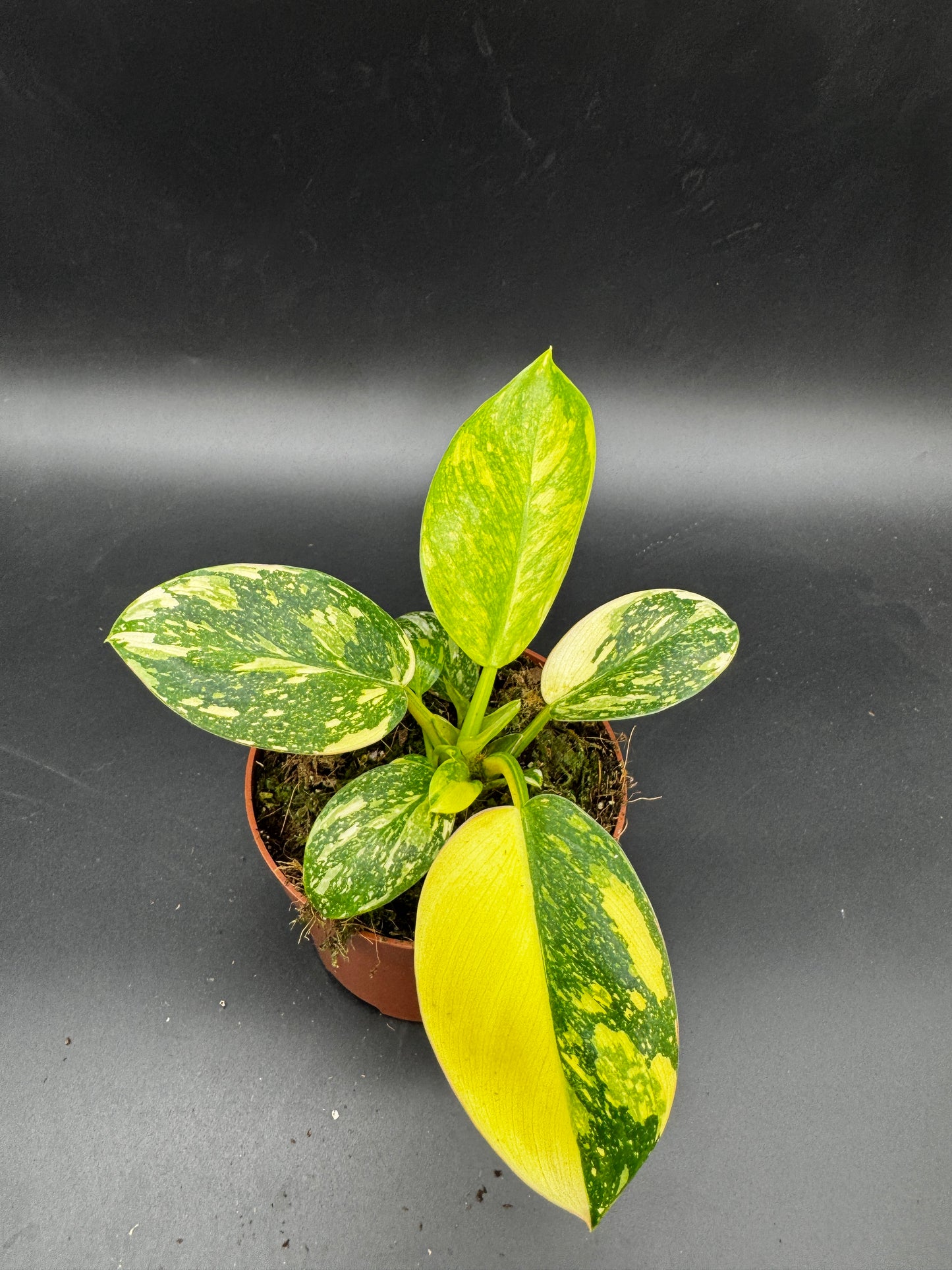 Philodendron Green Kongo variegata