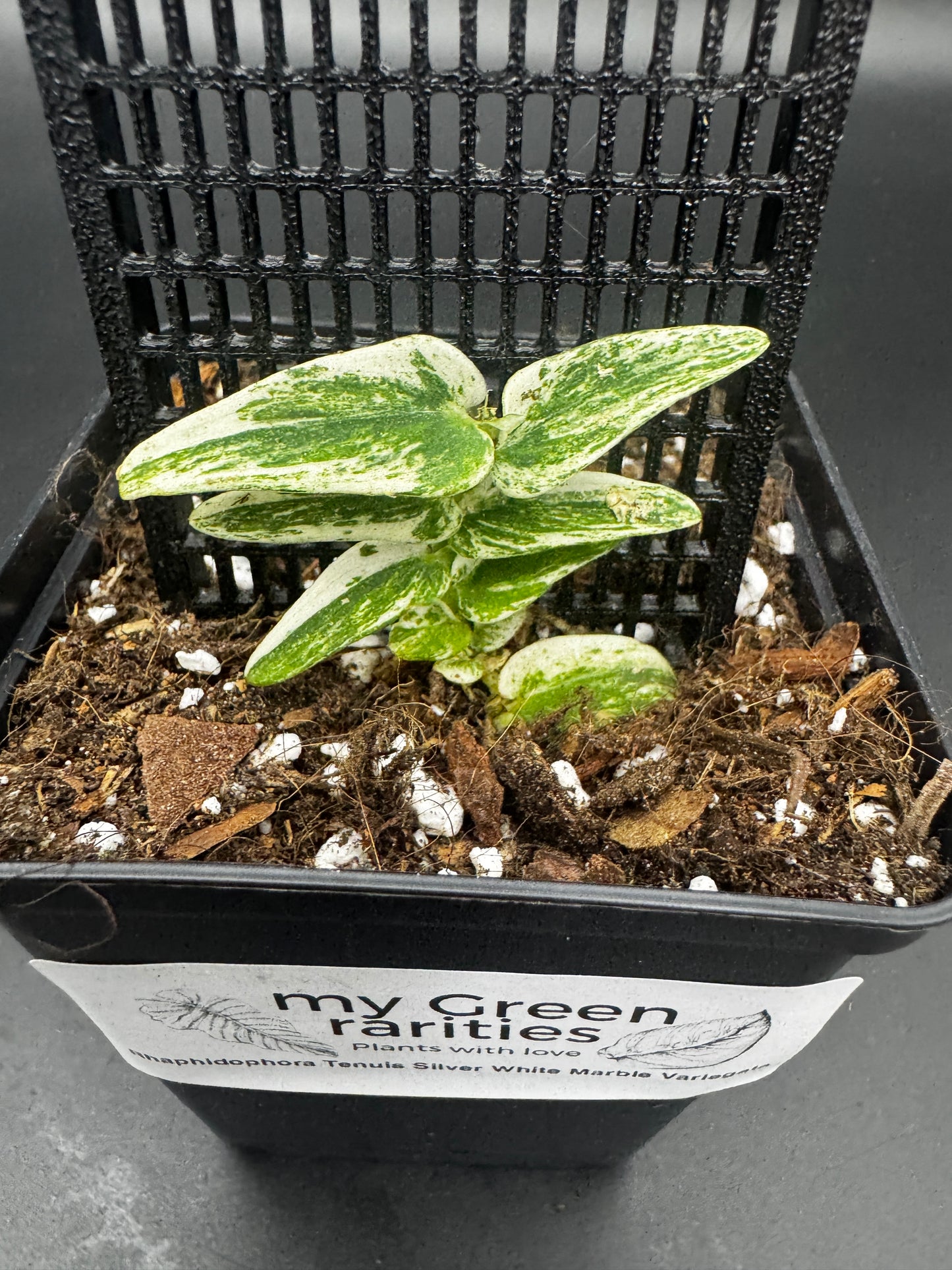 Rhaphidophora Tenuis Silver white Marble variegata