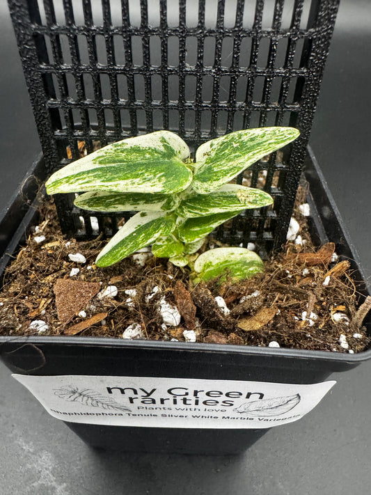 Rhaphidophora Tenuis Silver white Marble variegata