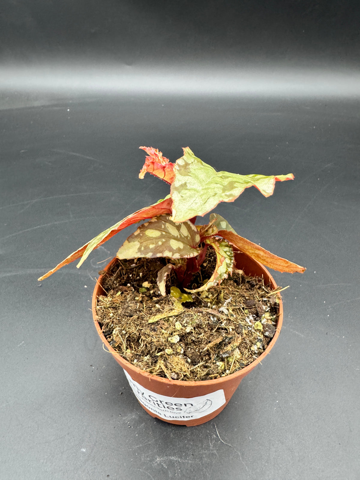 Begonia Lucifer