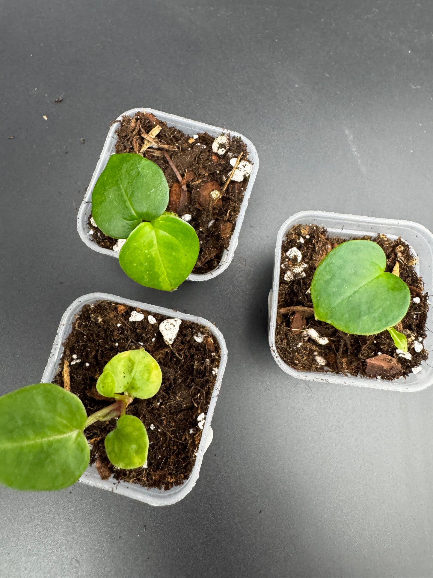 Michelle Hybrid Selection Trio