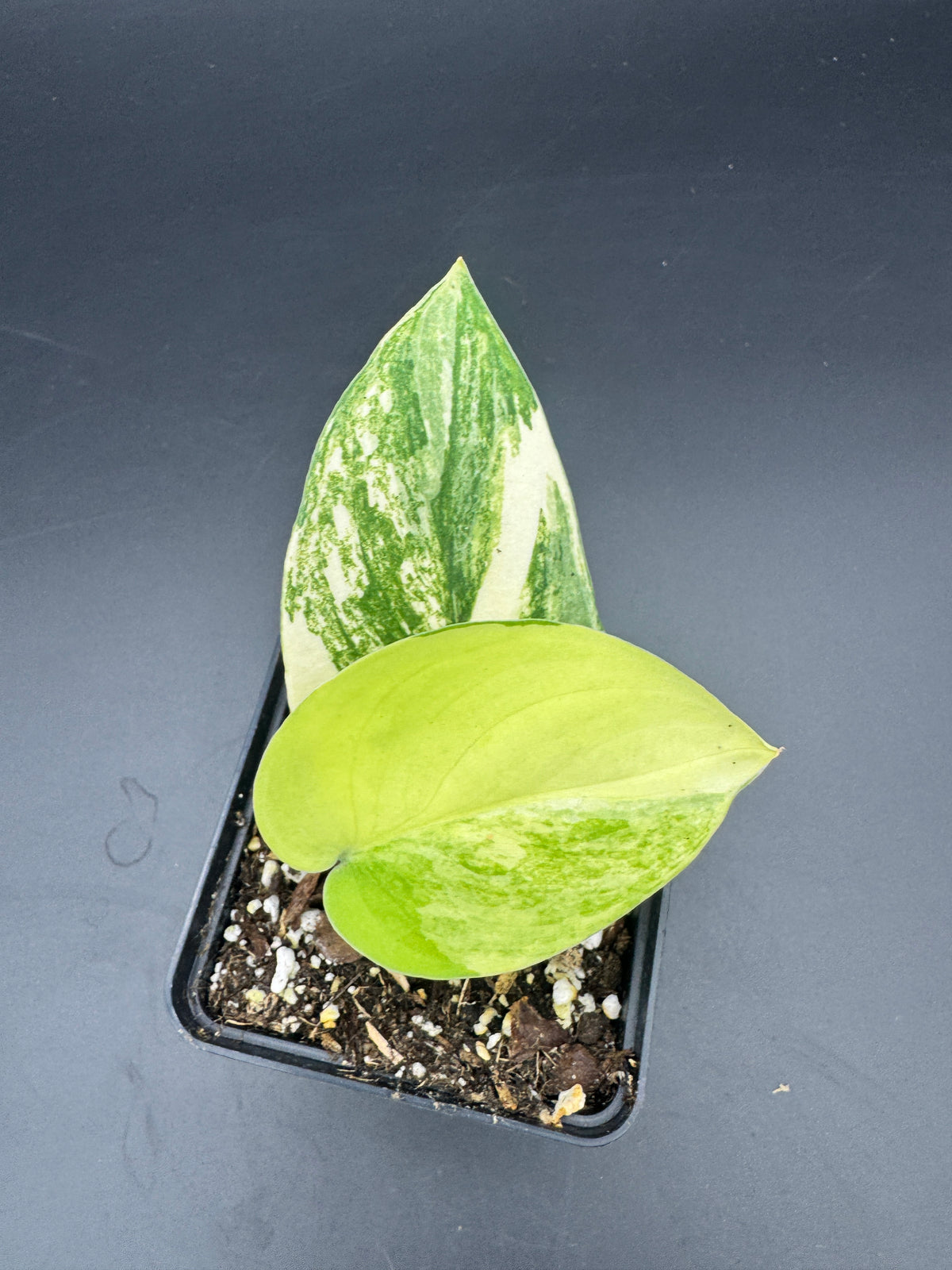 Scindapsus Jade Satin Aurea variegata