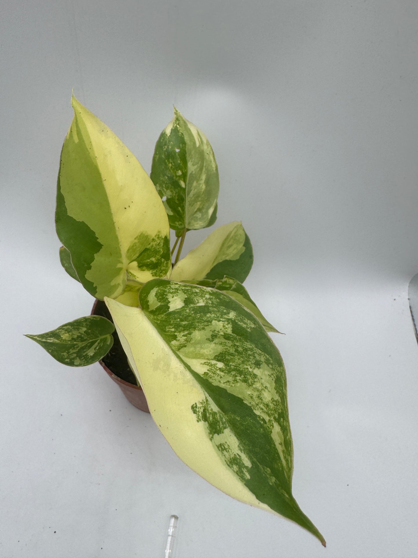 Philodendron burle marx variegata