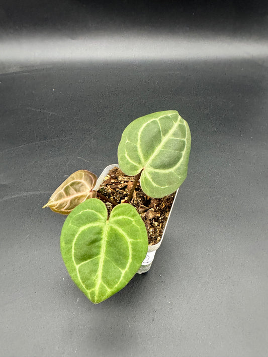 Anthurium Michelle x Michelle