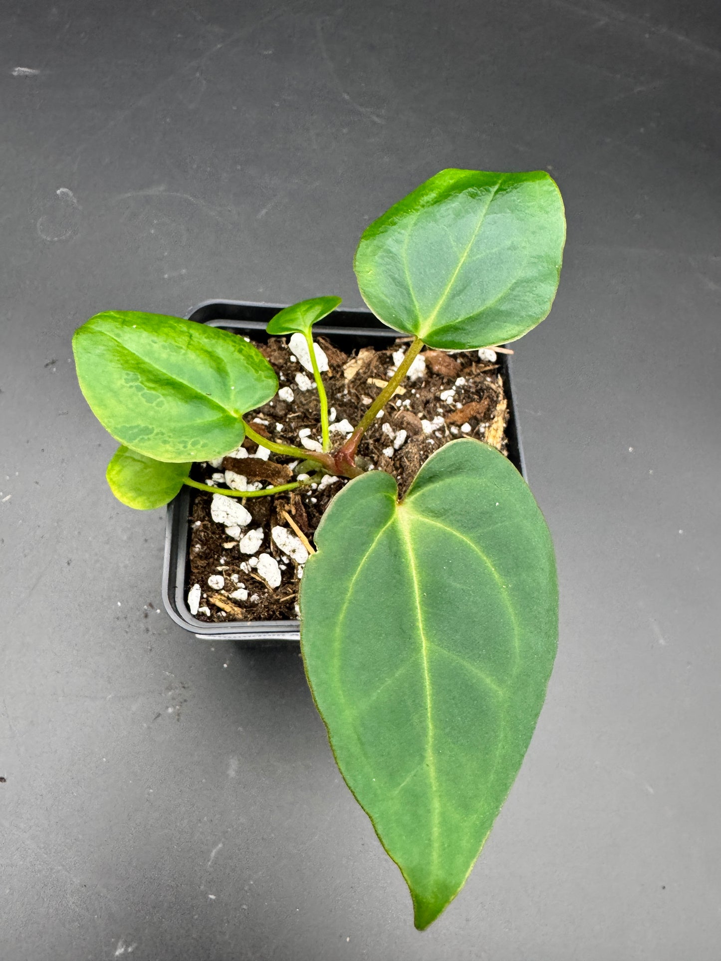 Anthurium Ace of spades df x gf x blue Papillilaminum