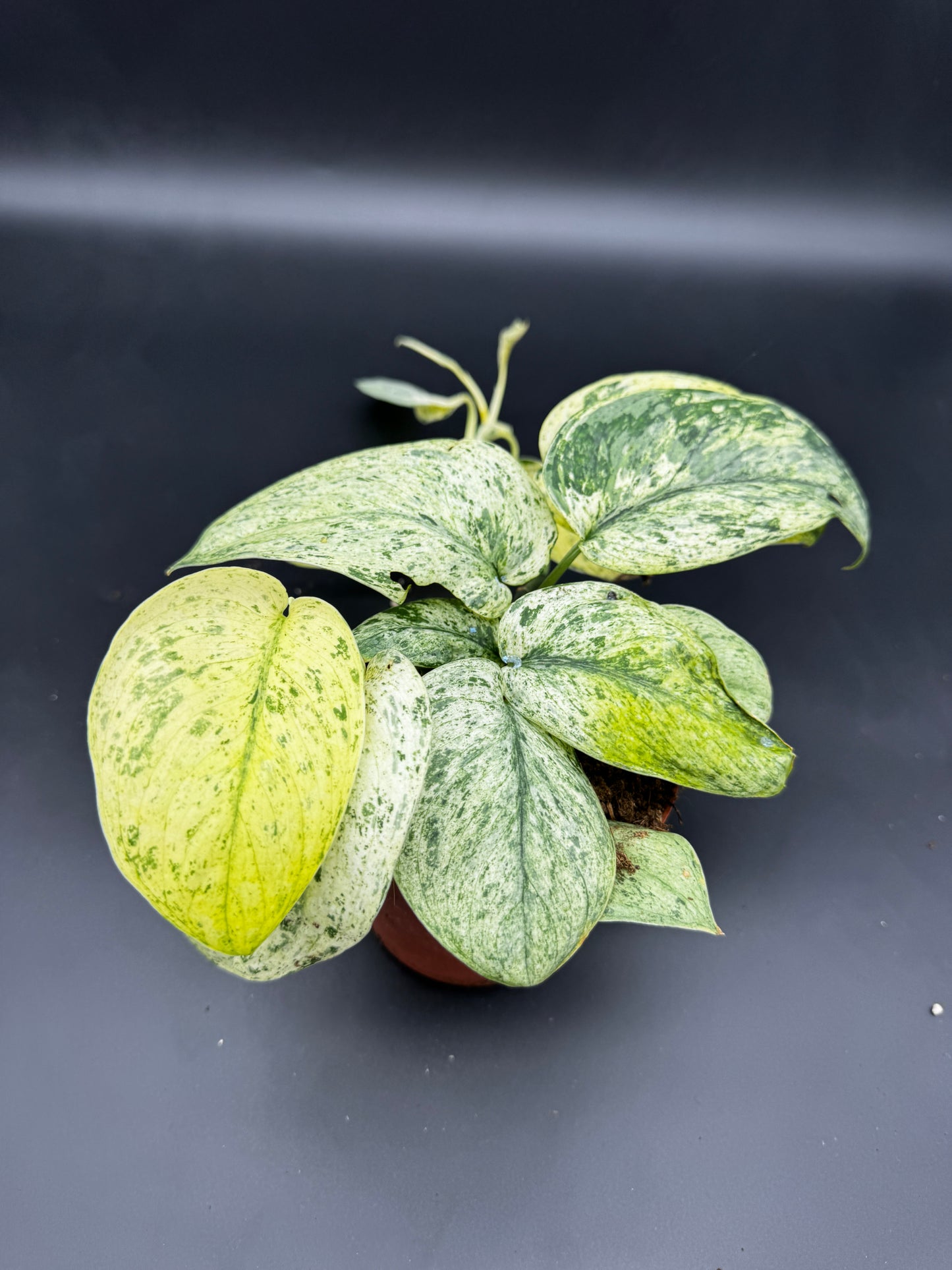 Scindapsus Jade Satin Creme brulee