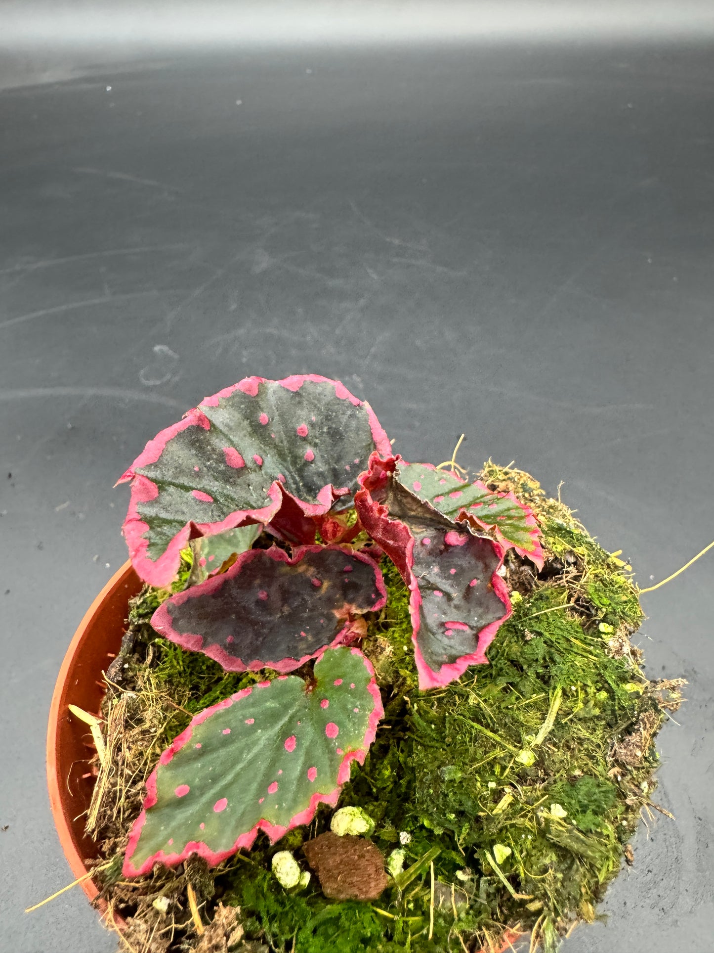 Begonia Medusa
