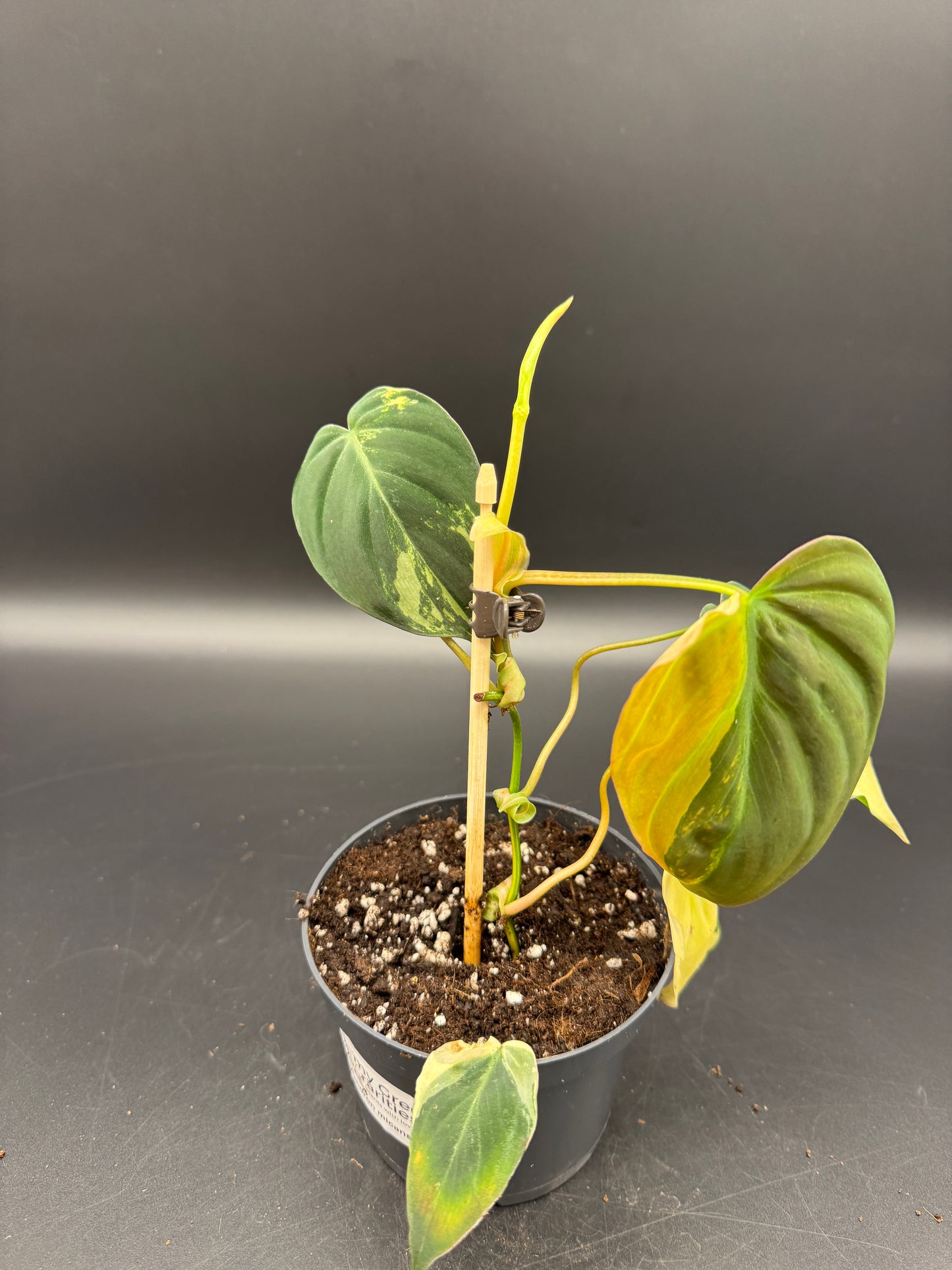 Philodendron micans variegata