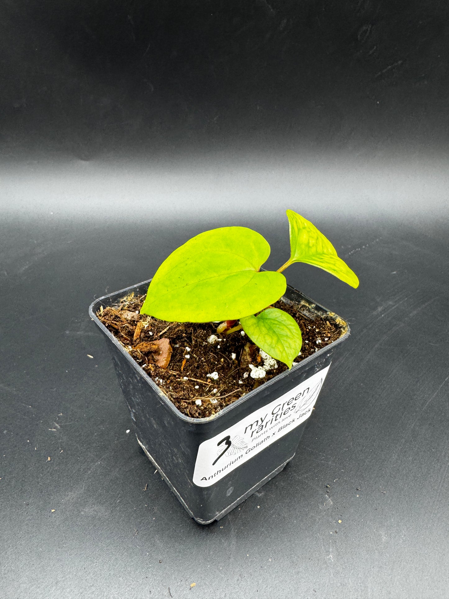 Anthurium Goliath x Black Jack