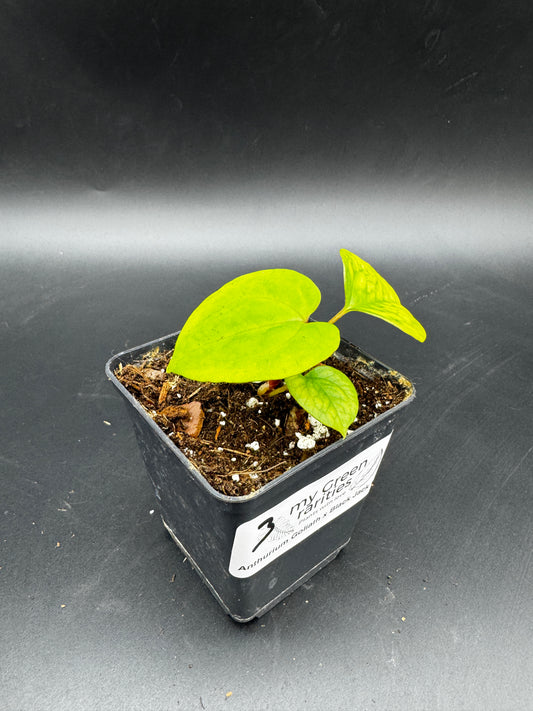 Anthurium Goliath x Black Jack