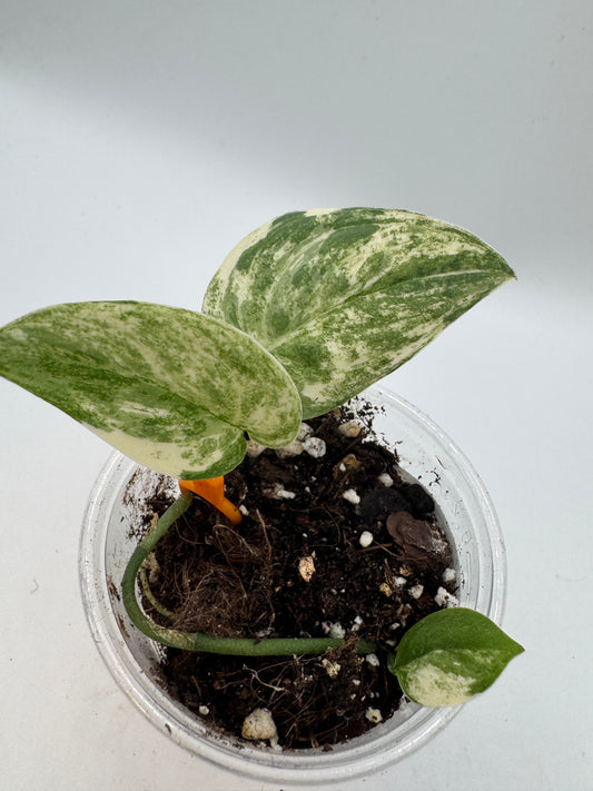 Scindapsus mangurai