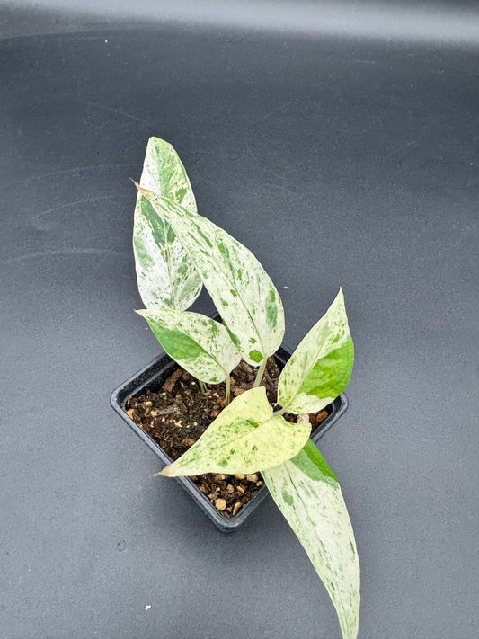 Epipremnum pinnatum cebu Blue Marble variegata