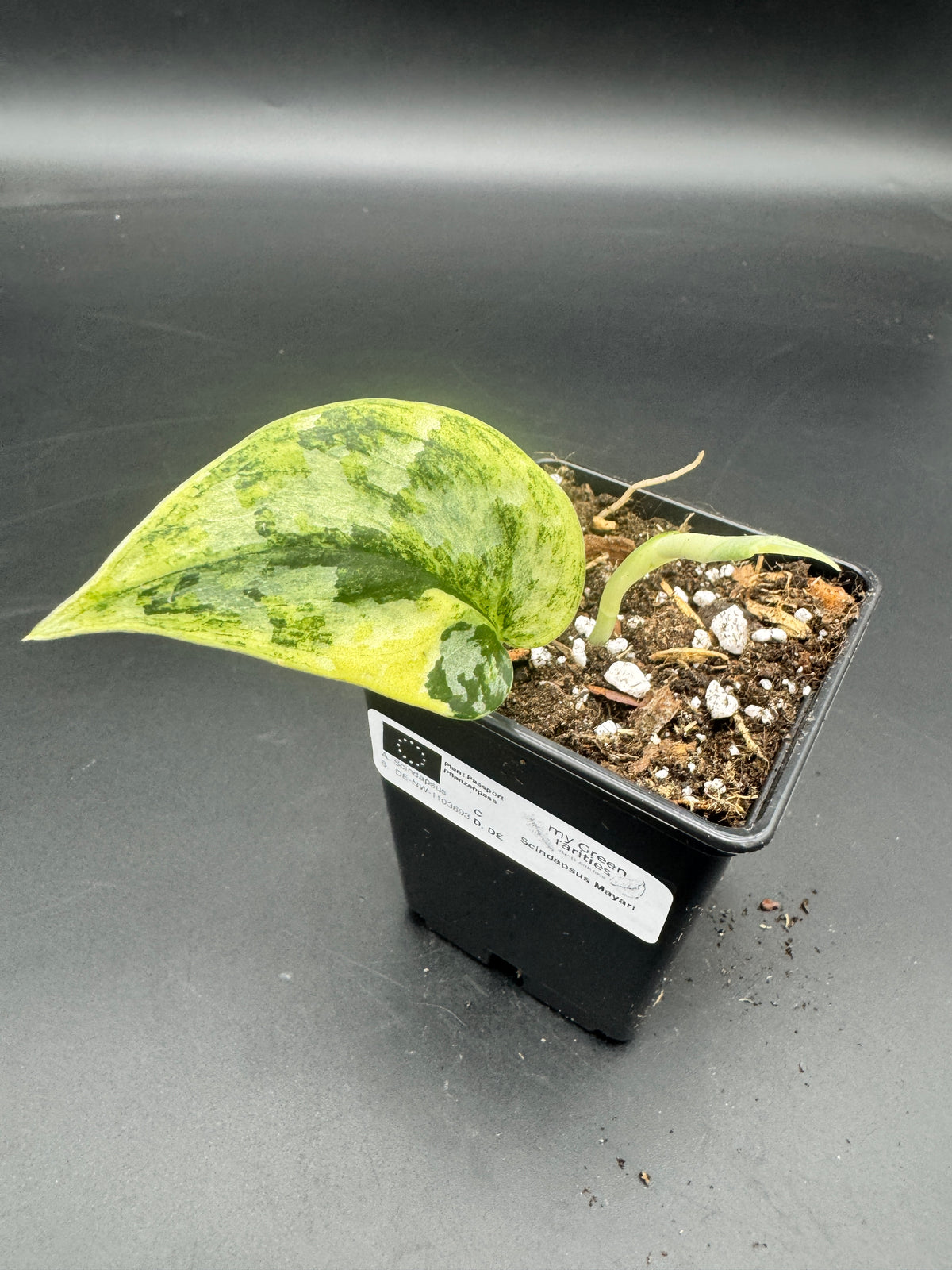 Scindapsus Mayari