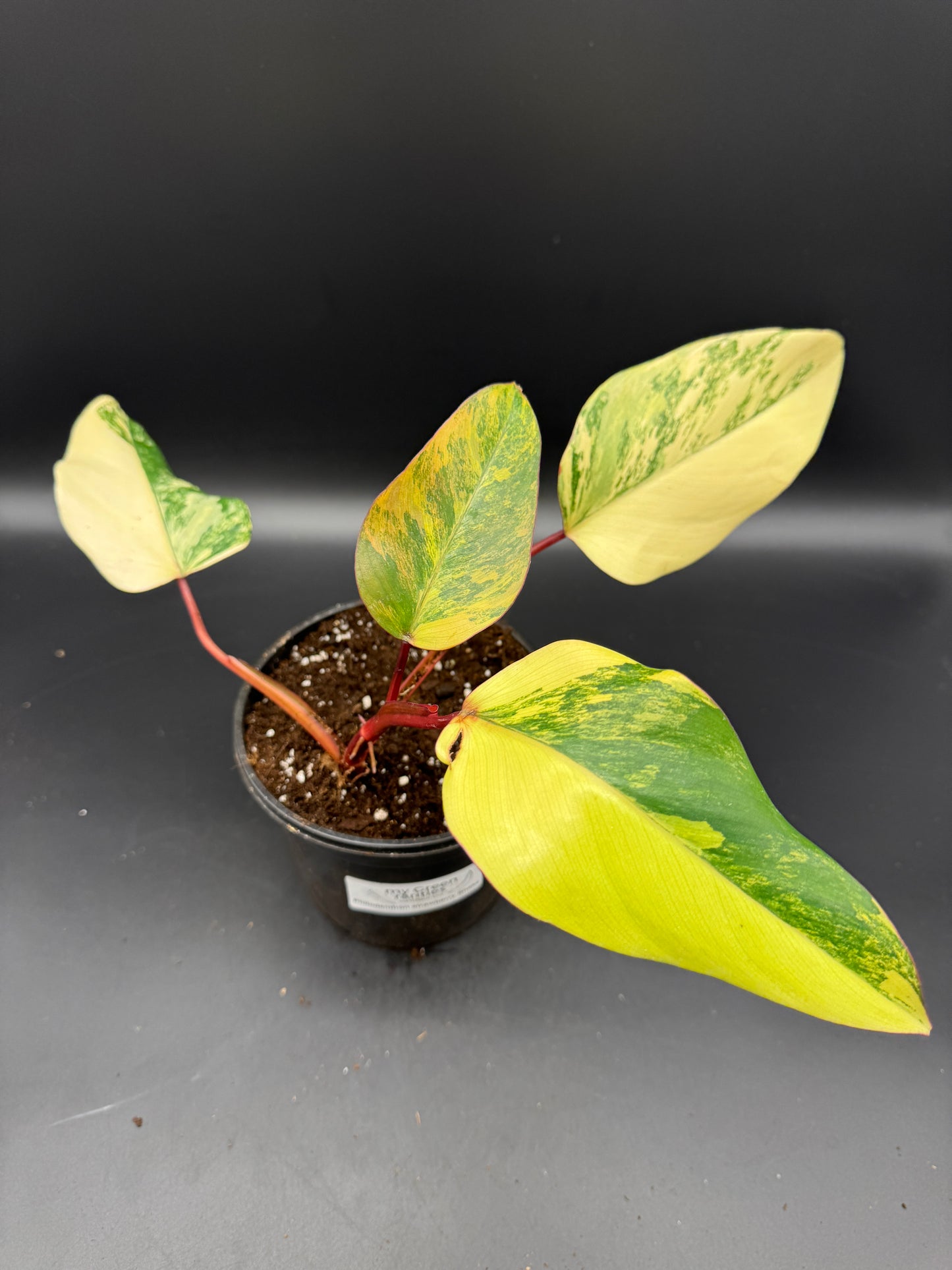 Philodendron strawberry Shake